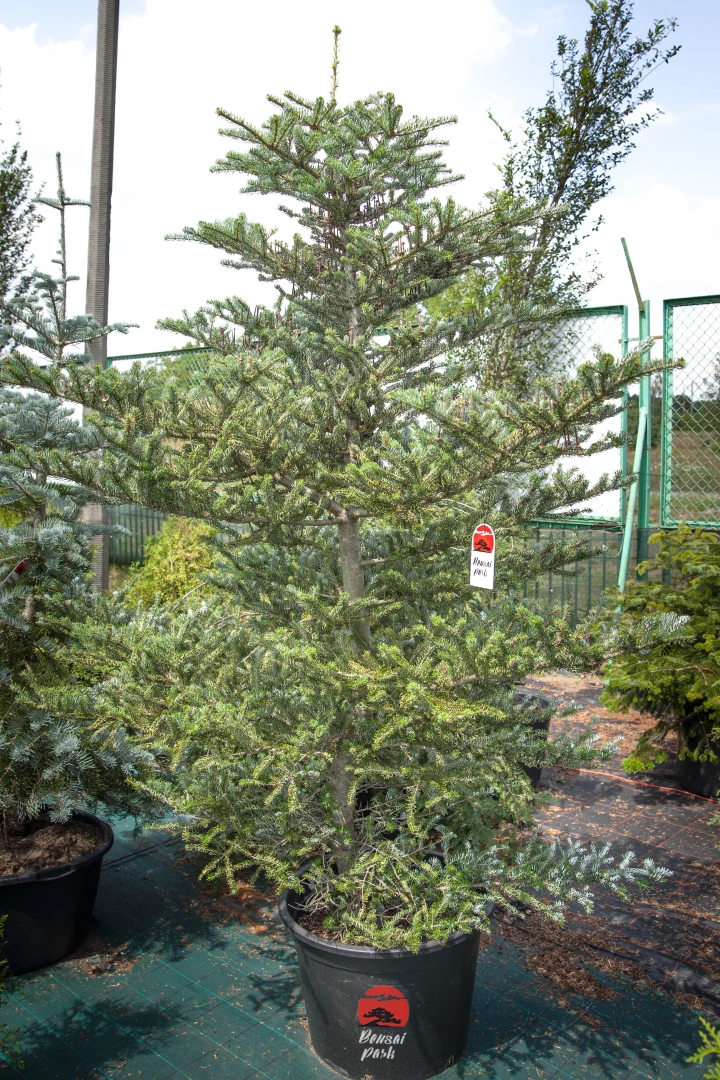 Abies koreana (Jodła koreańska)