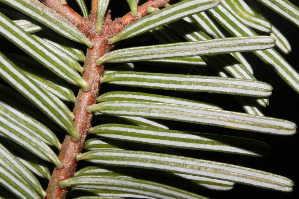 Abies koreana (Jodła koreańska)