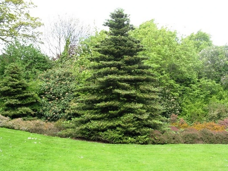 Abies koreana (Jodła koreańska)