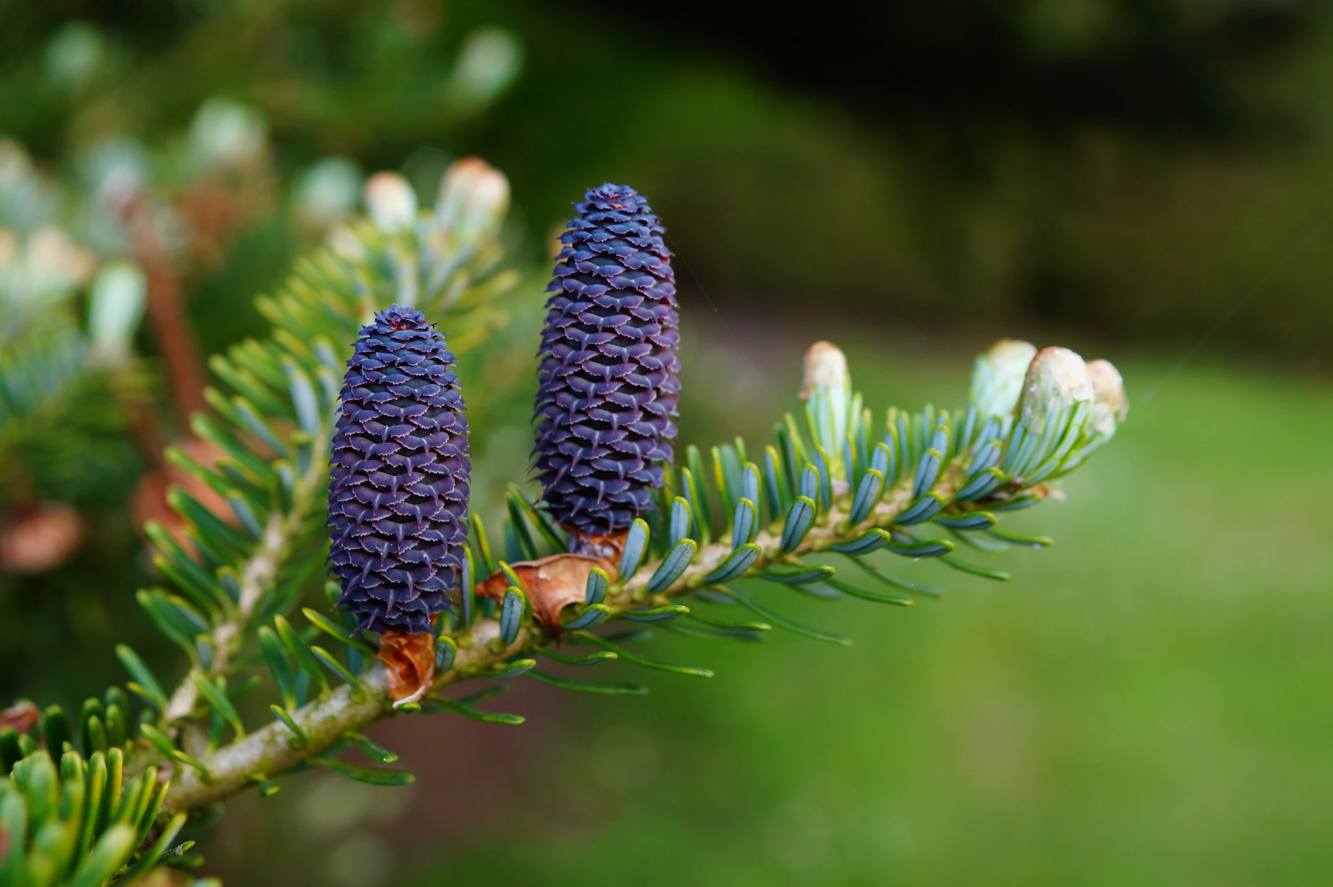 Abies koreana (Jodła koreańska)