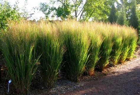 Panicum virgatum 'Northwind' ( Proso rózgowate 'Northwind')