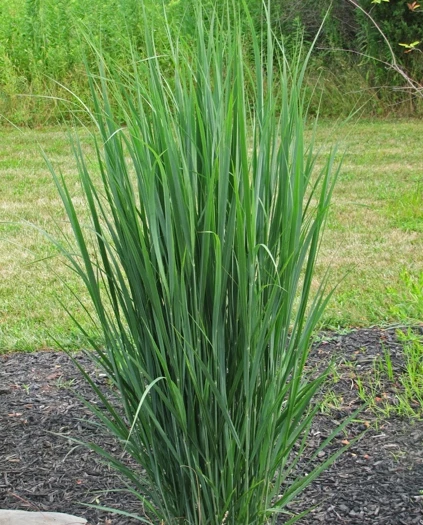 Panicum virgatum 'Northwind' ( Proso rózgowate 'Northwind')