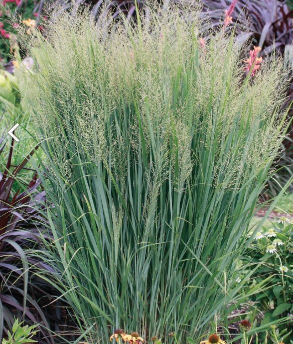 Panicum virgatum 'Northwind' ( Proso rózgowate 'Northwind')