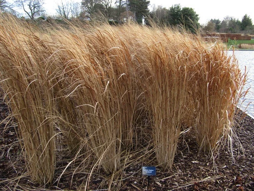 Panicum virgatum 'Northwind' ( Proso rózgowate 'Northwind')