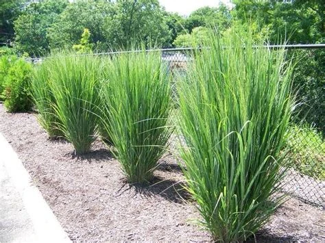 Panicum virgatum 'Northwind' ( Proso rózgowate 'Northwind')
