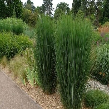 Panicum virgatum 'Northwind' ( Proso rózgowate 'Northwind')