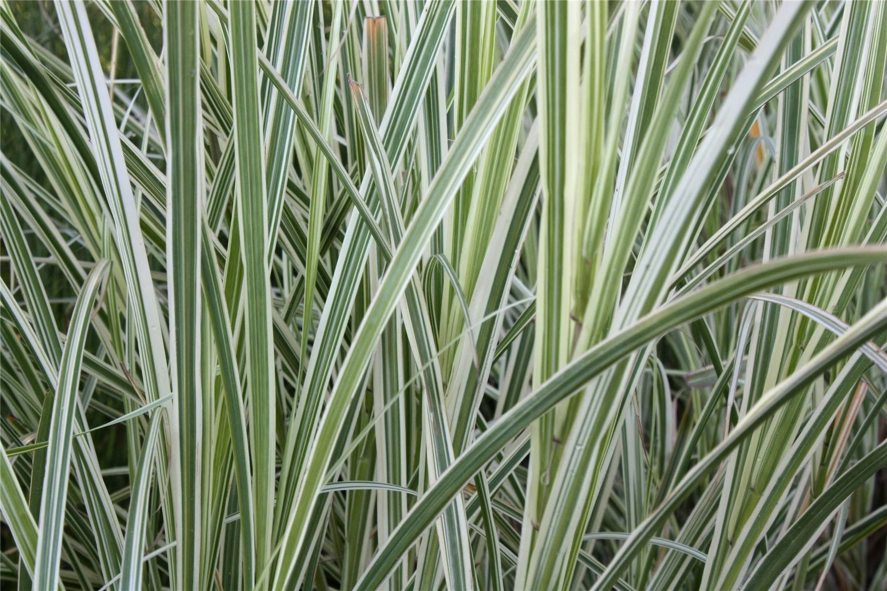 Miscanthus sinensis 'Variegatus' (Miskant chiński 'Variegatus')