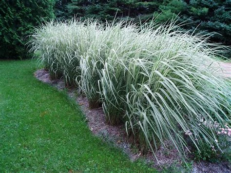 Miscanthus sinensis 'Variegatus' (Miskant chiński 'Variegatus')