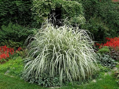Miscanthus sinensis 'Variegatus' (Miskant chiński 'Variegatus')