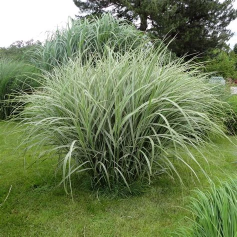 Miscanthus sinensis 'Variegatus' (Miskant chiński 'Variegatus')
