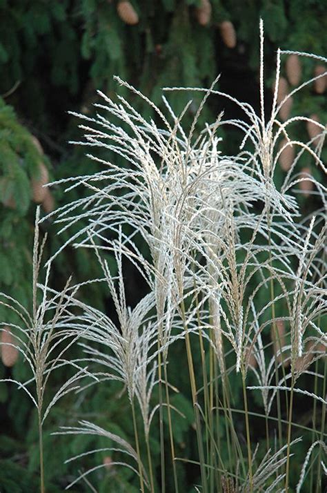 Miscanthus sinensis 'Graziella' (Miskant chiński 'Graziella')
