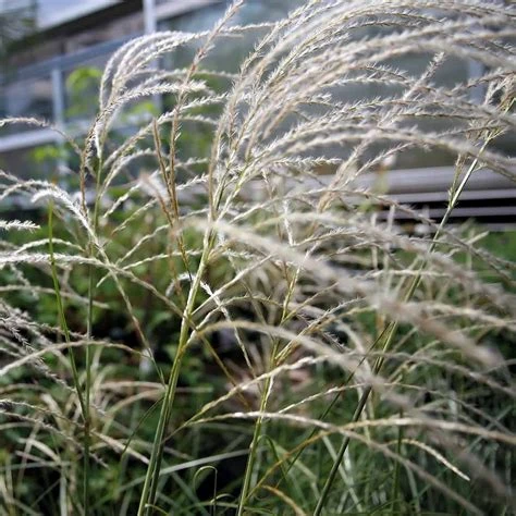 Miscanthus sinensis 'Graziella' (Miskant chiński 'Graziella')