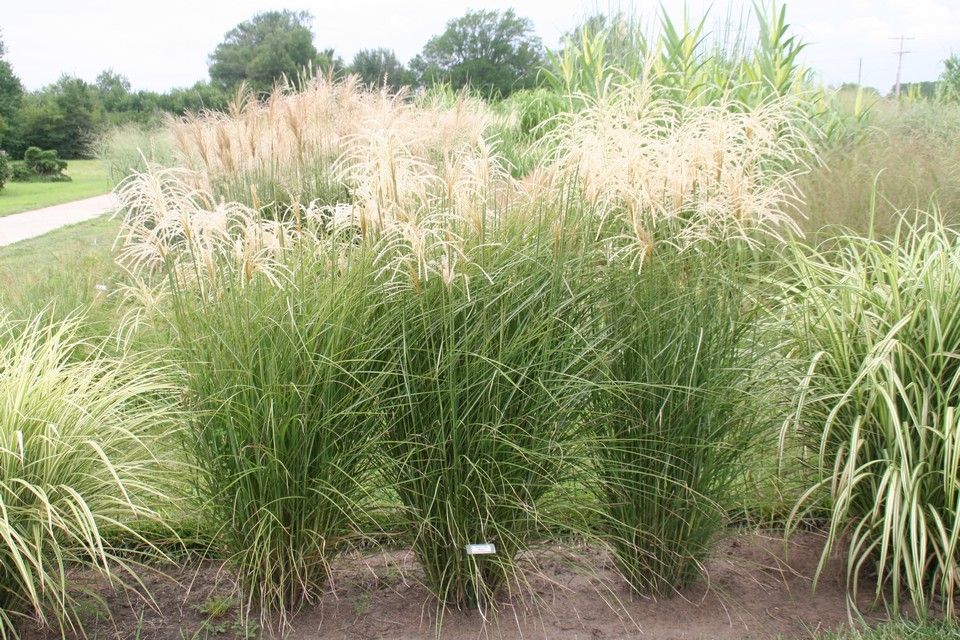 Miscanthus sinensis 'Graziella' (Miskant chiński 'Graziella')