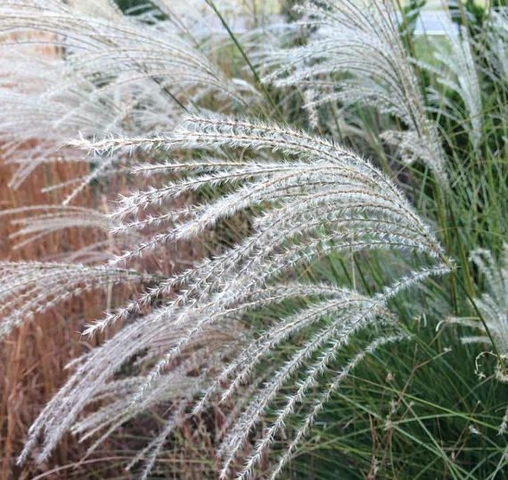 Miscanthus sinensis 'Graziella' (Miskant chiński 'Graziella')