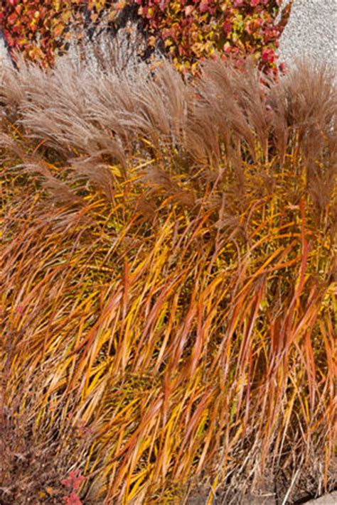 Miscanthus sinensis 'Graziella' (Miskant chiński 'Graziella')