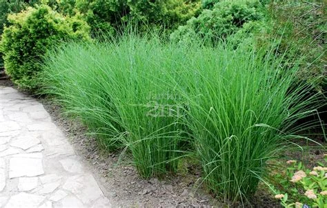 Miscanthus sinensis 'Graziella' (Miskant chiński 'Graziella')