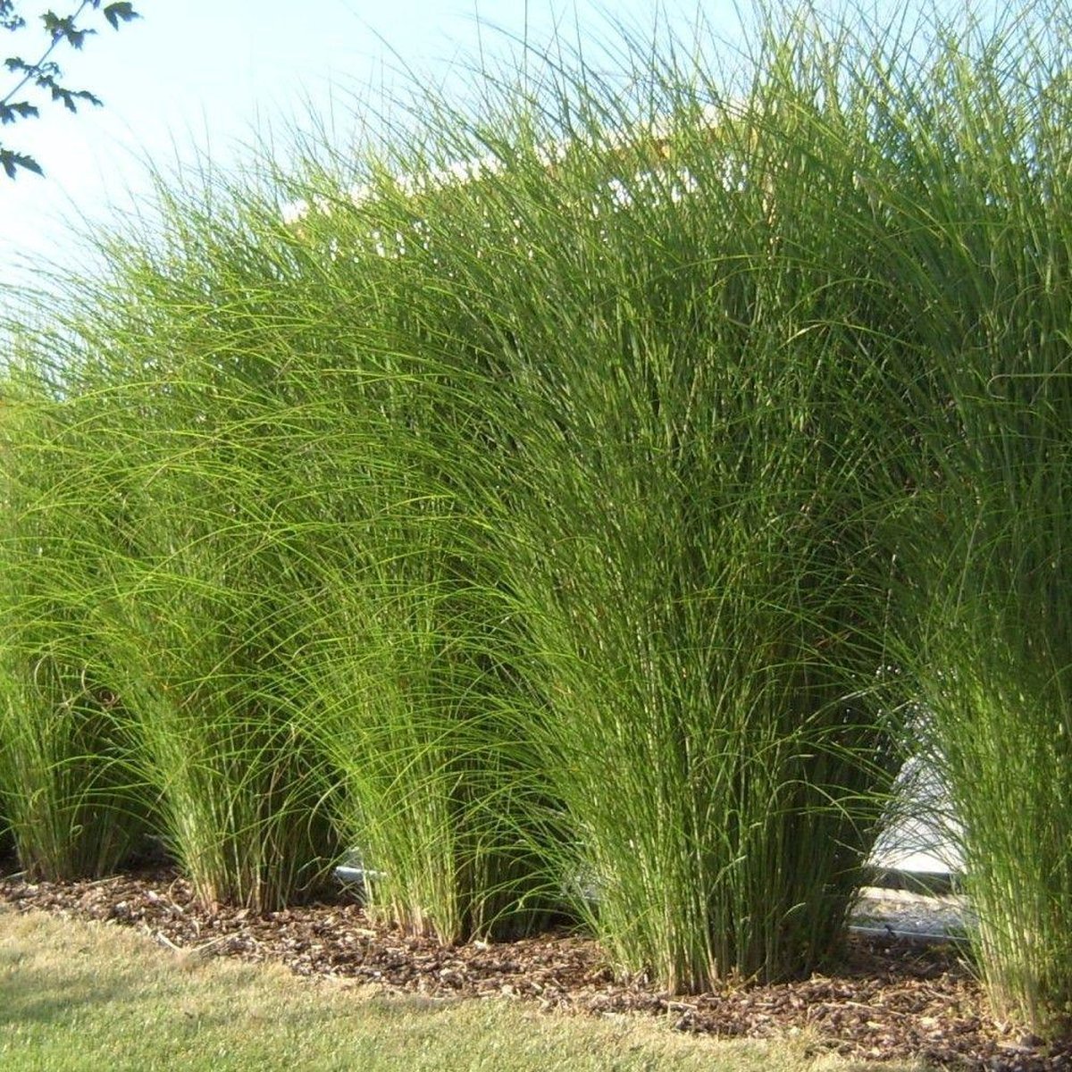 Miscanthus sinensis 'Gracillimus' (Miskant chiński 'Gracillimus')