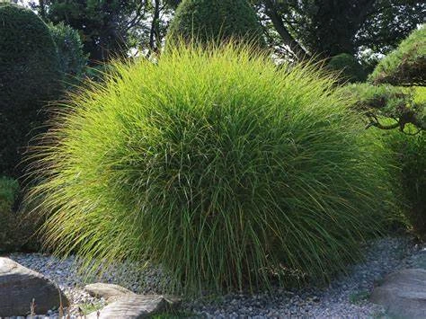 Miscanthus sinensis 'Gracillimus' (Miskant chiński 'Gracillimus')