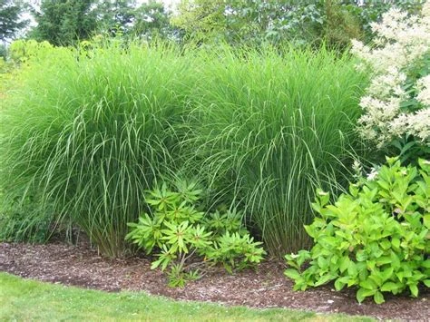 Miscanthus sinensis 'Gracillimus' (Miskant chiński 'Gracillimus')