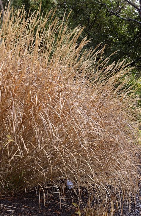 Miscanthus sinensis 'Gracillimus' (Miskant chiński 'Gracillimus')