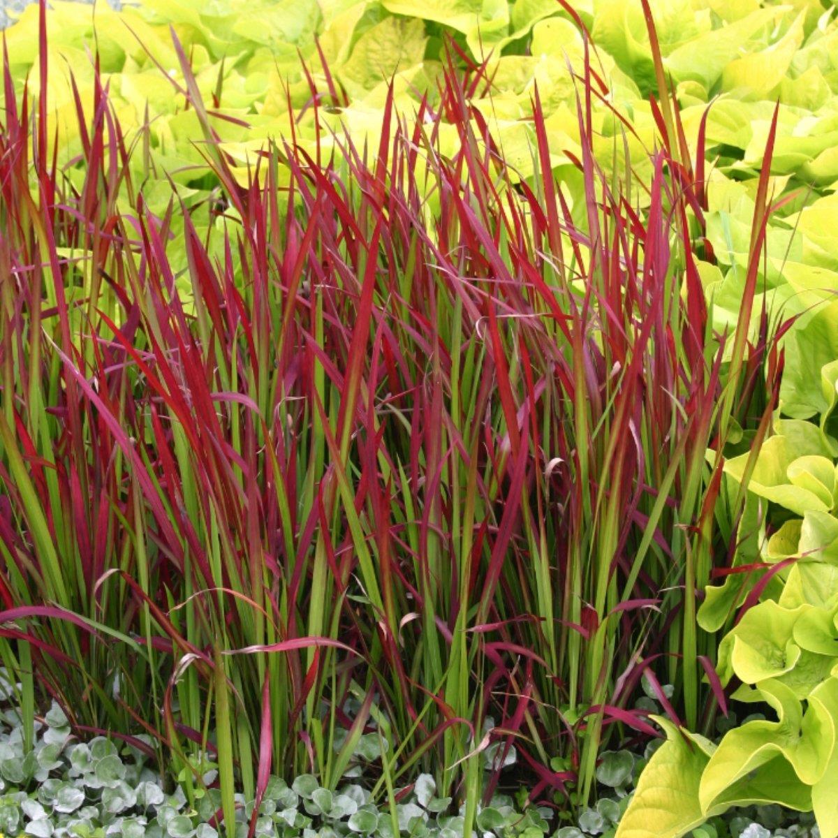 Imperata cylindrica ‘Red Baron’ ( Imperata cylindryczna ‘Red Baron’ )