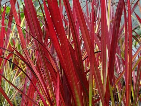Imperata cylindrica ‘Red Baron’ ( Imperata cylindryczna ‘Red Baron’ )