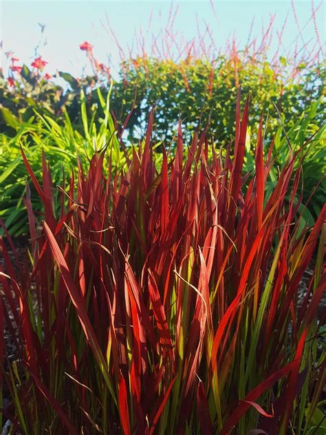 Imperata cylindrica ‘Red Baron’ ( Imperata cylindryczna ‘Red Baron’ )