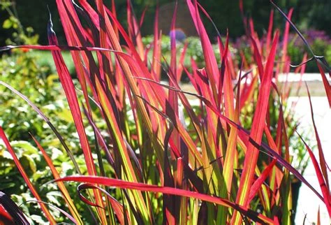 Imperata cylindrica ‘Red Baron’ ( Imperata cylindryczna ‘Red Baron’ )