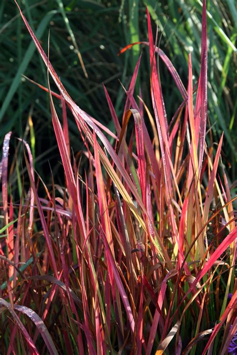 Imperata cylindrica ‘Red Baron’ ( Imperata cylindryczna ‘Red Baron’ )