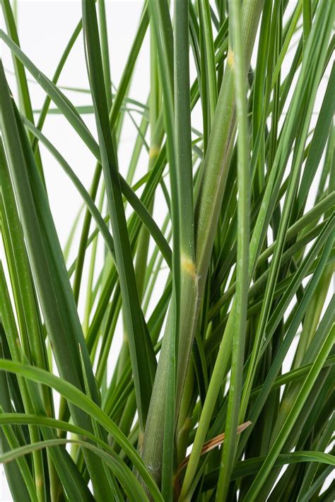 Cortaderia selloana 'Citaro' (Trawa pampasowa 'Citaro')
