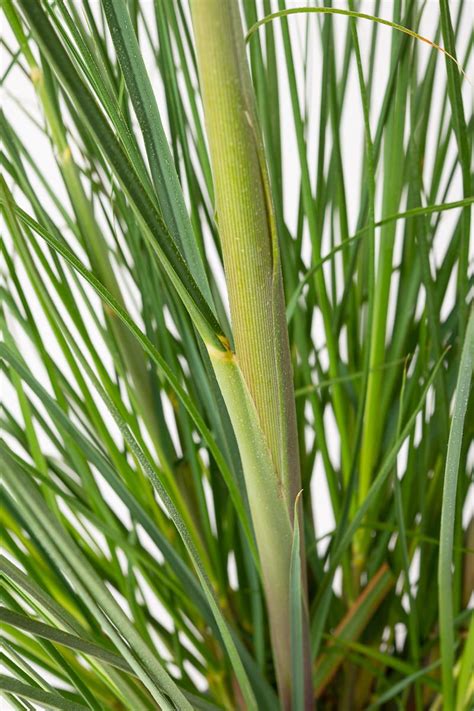 Cortaderia selloana 'Citaro' (Trawa pampasowa 'Citaro')