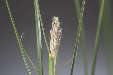 Cortaderia selloana 'Citaro' (Trawa pampasowa 'Citaro')