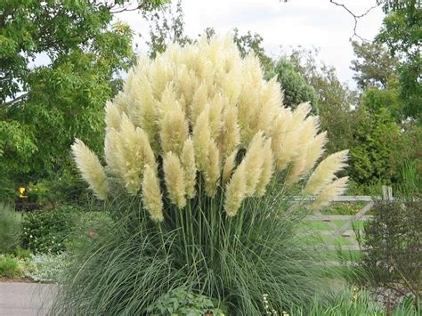 Cortaderia selloana 'Citaro' (Trawa pampasowa 'Citaro')