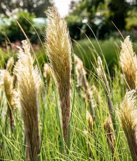 Cortaderia selloana 'Citaro' (Trawa pampasowa 'Citaro')