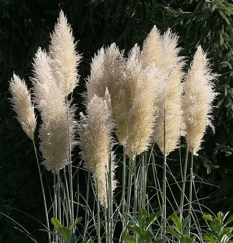 Cortaderia selloana 'Citaro' (Trawa pampasowa 'Citaro')