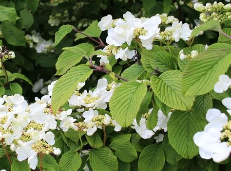 Hydrangea anomala (Hortensja pnąca)
