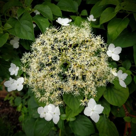 Hydrangea anomala (Hortensja pnąca)