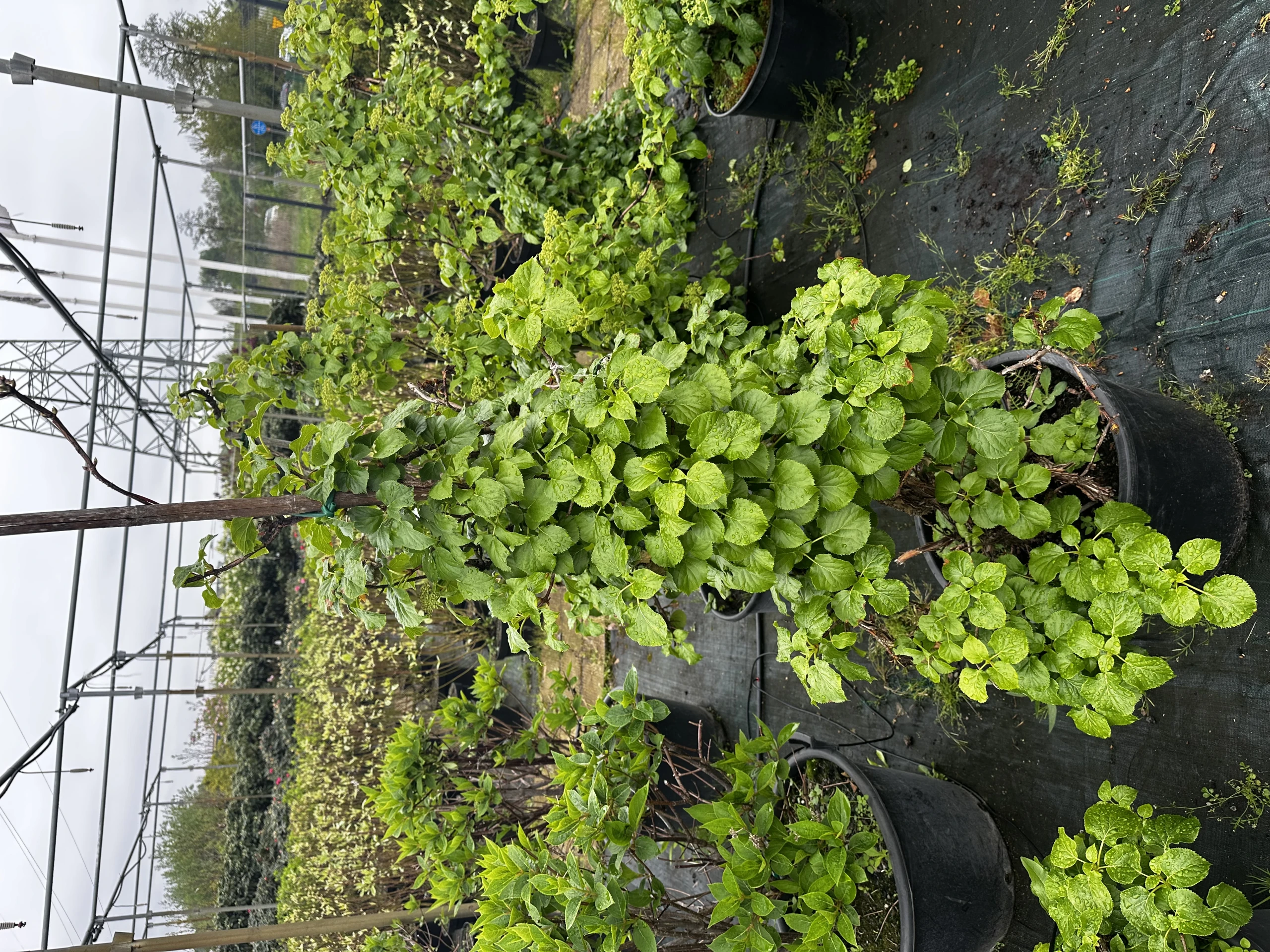 Hydrangea anomala (Hortensja pnąca)