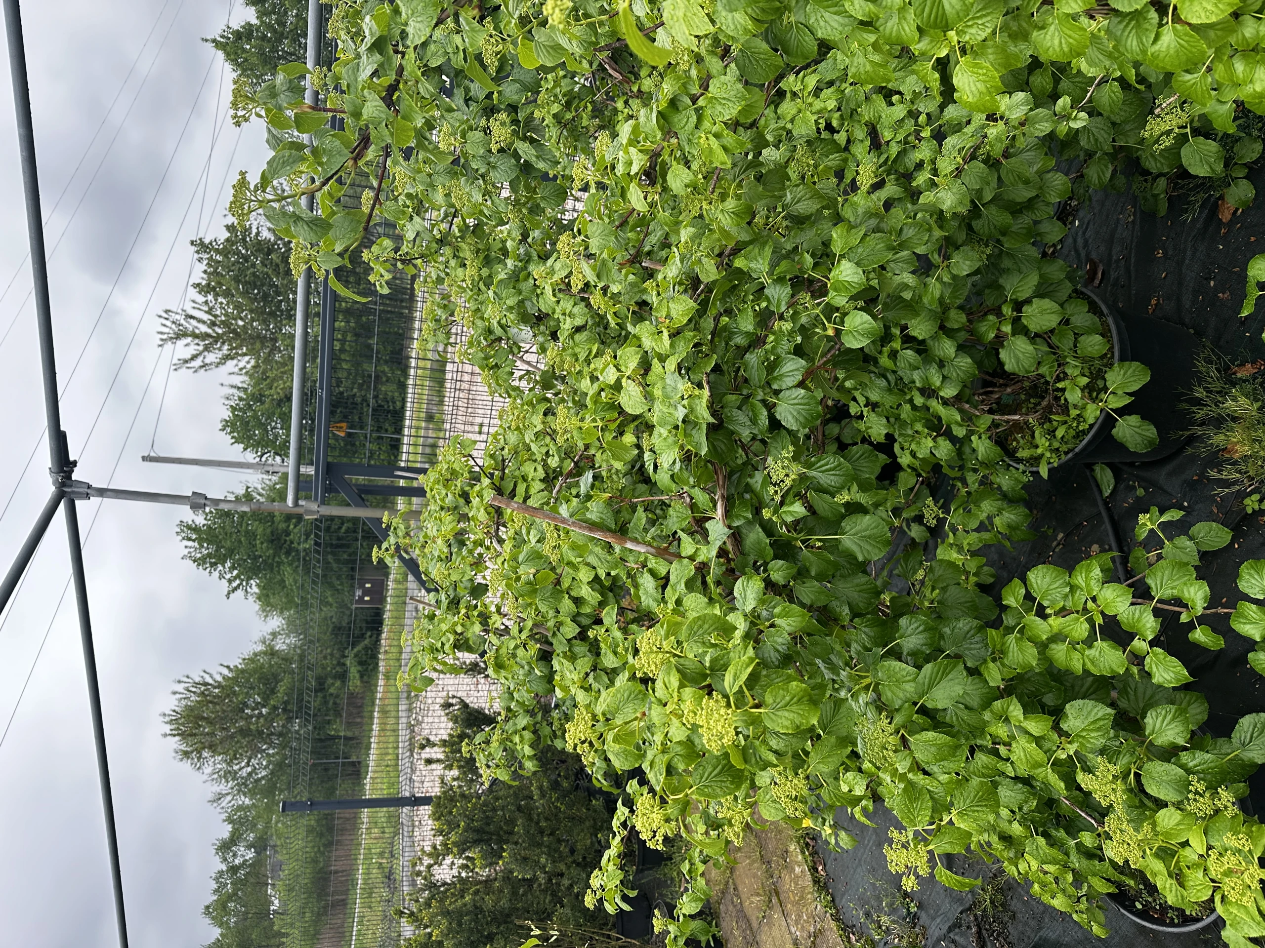 Hydrangea anomala (Hortensja pnąca)