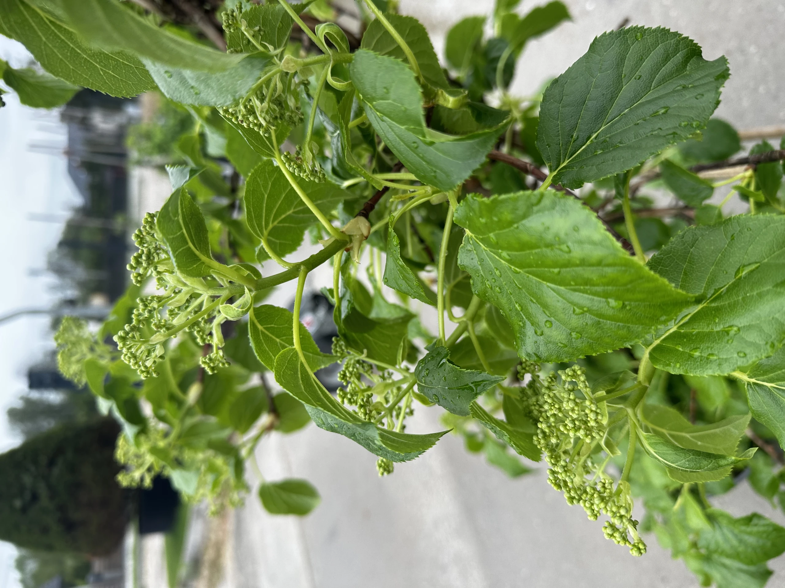 Hydrangea anomala (Hortensja pnąca)