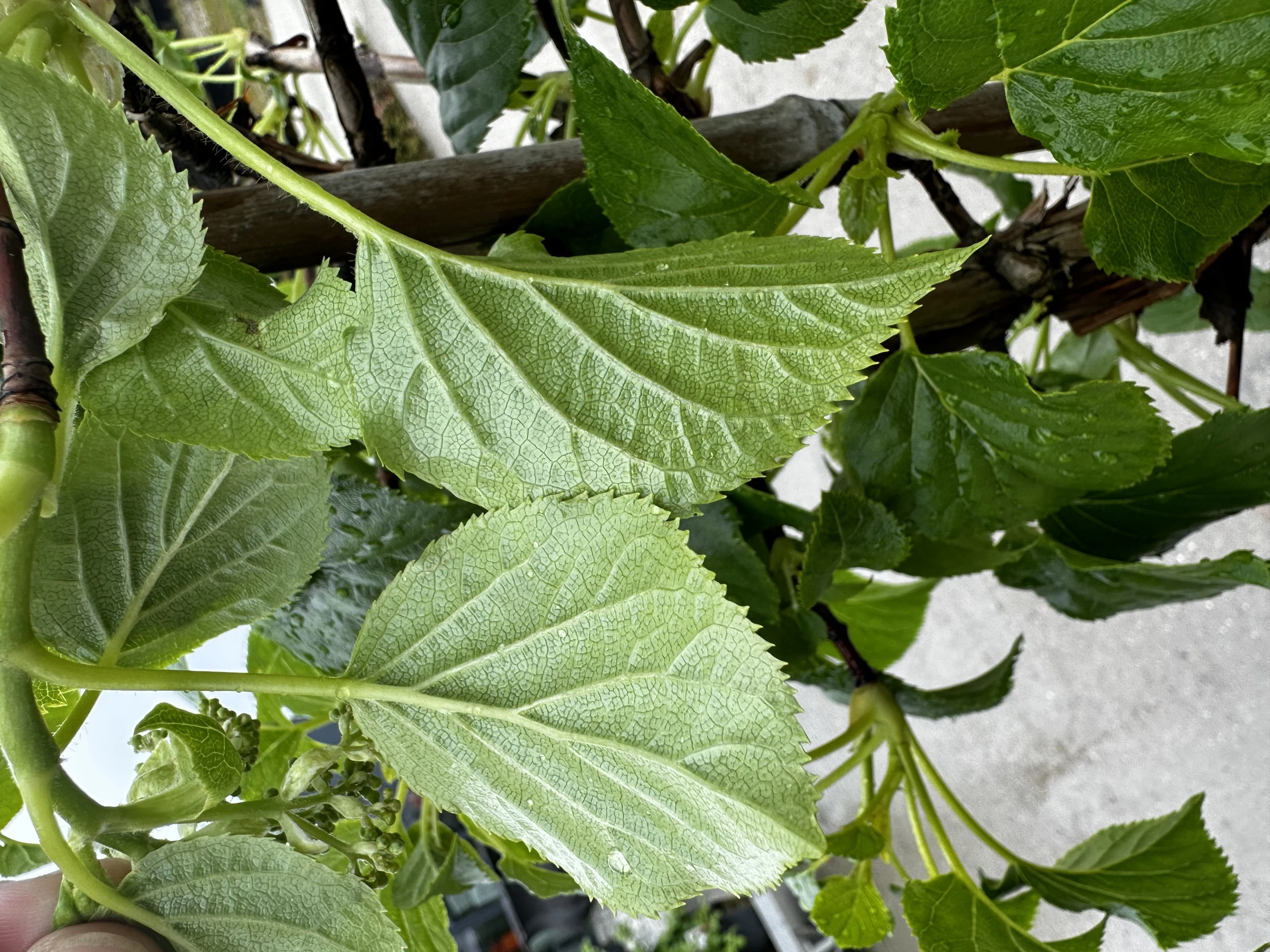 Hydrangea anomala (Hortensja pnąca)
