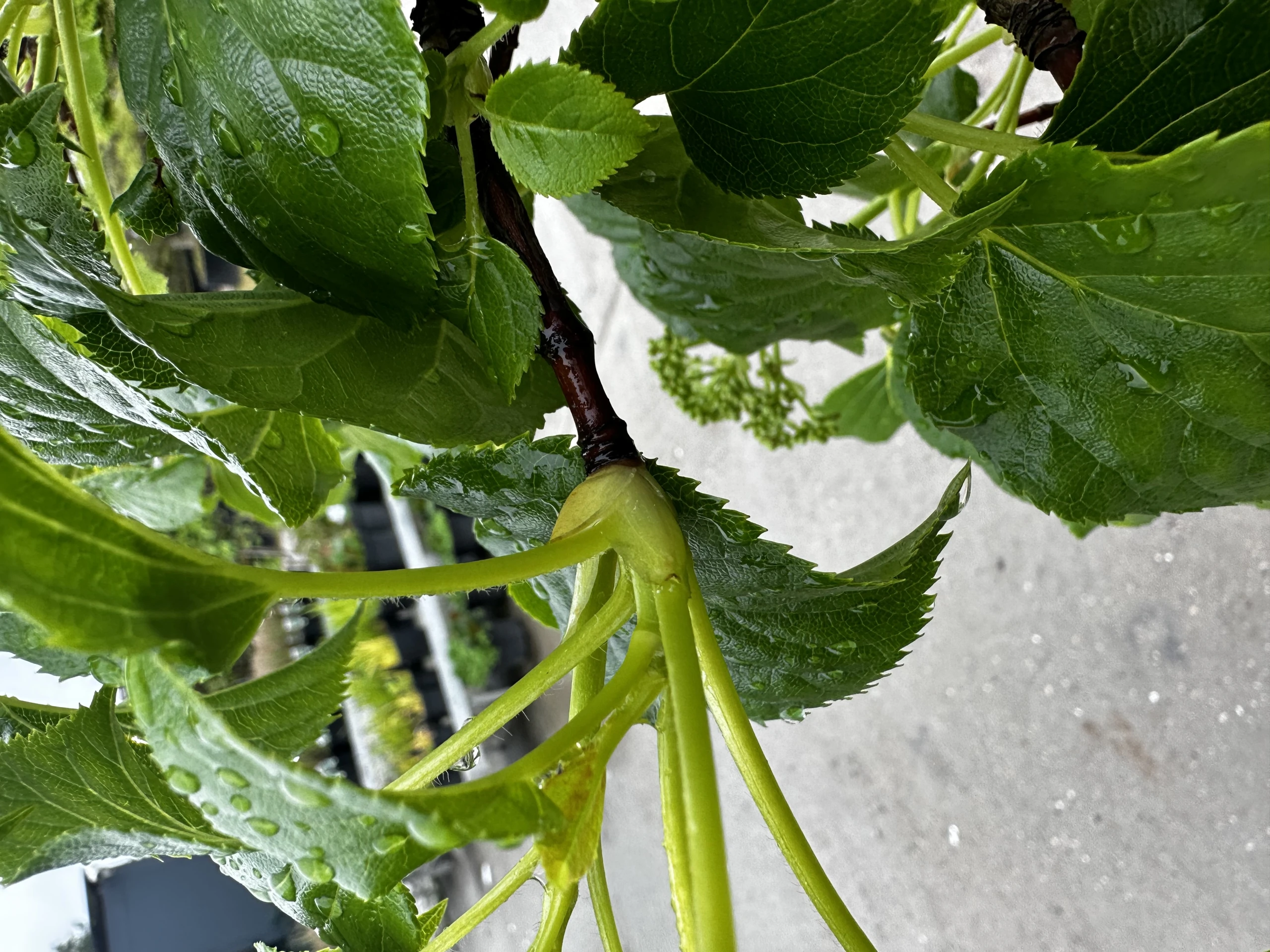 Hydrangea anomala (Hortensja pnąca)