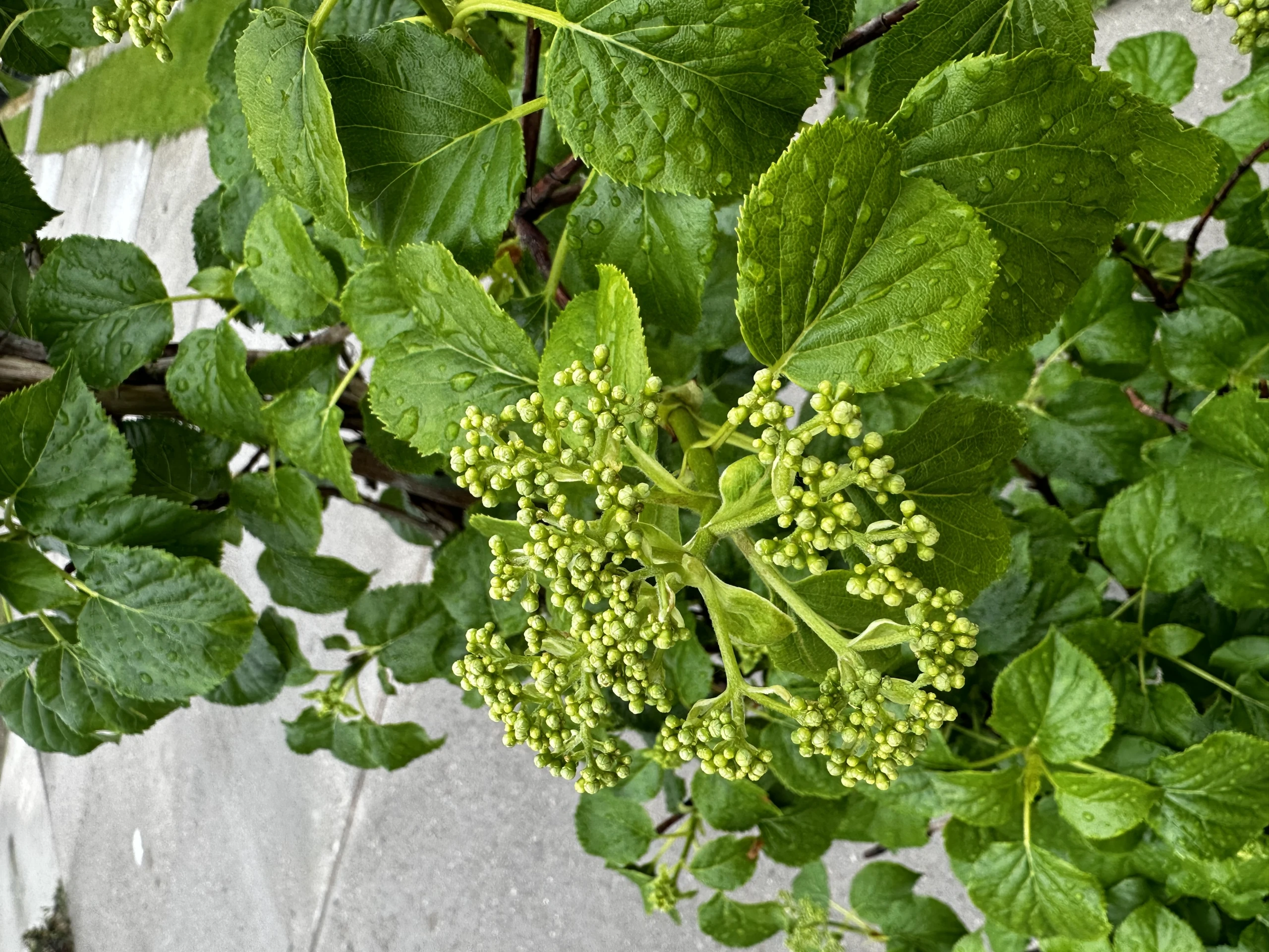 Hydrangea anomala (Hortensja pnąca)