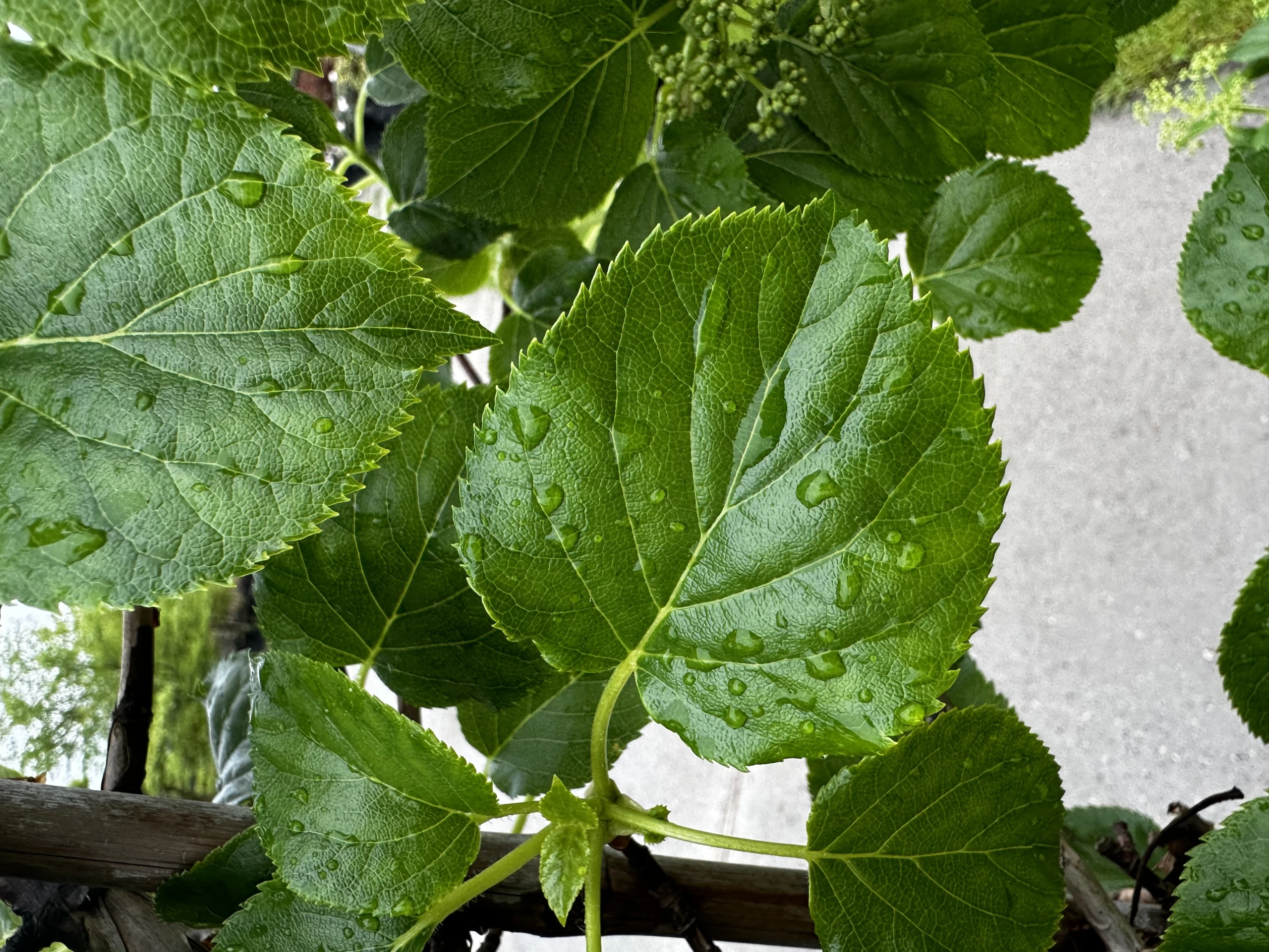 Hydrangea anomala (Hortensja pnąca)