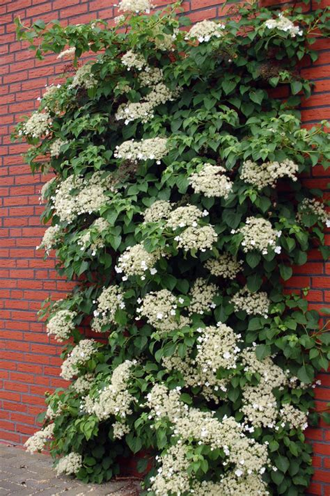 Hydrangea anomala (Hortensja pnąca)