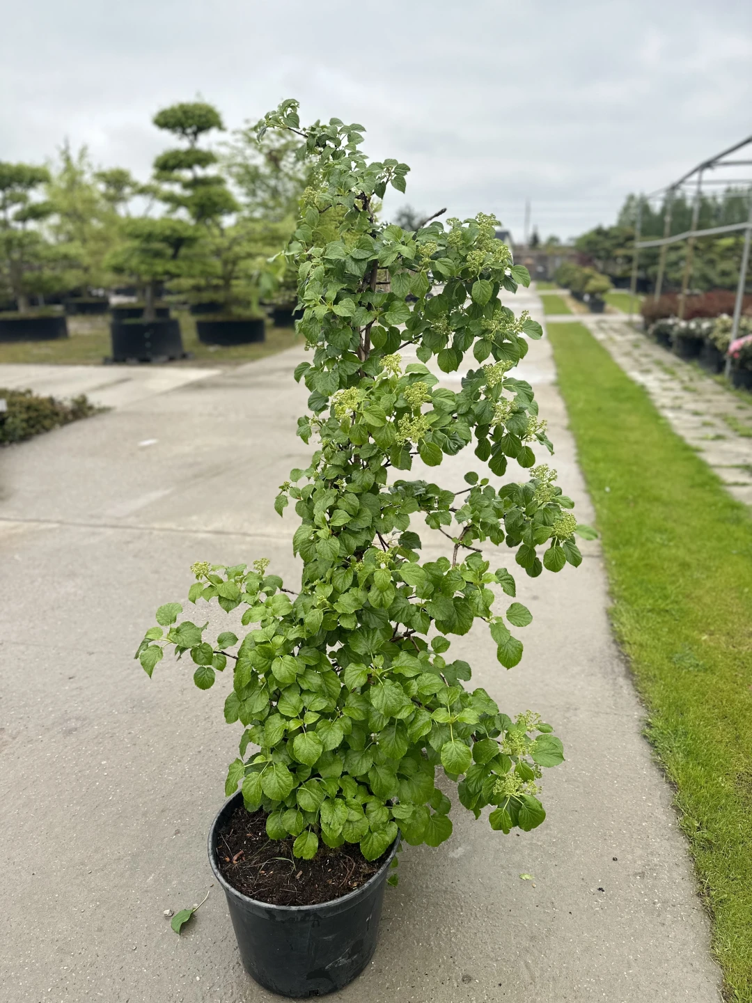 Hydrangea anomala (Hortensja pnąca)