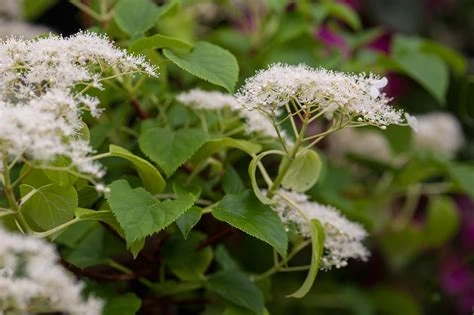 Hydrangea anomala (Hortensja pnąca)