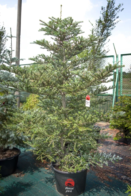Abies koreana (Jodła koreańska)