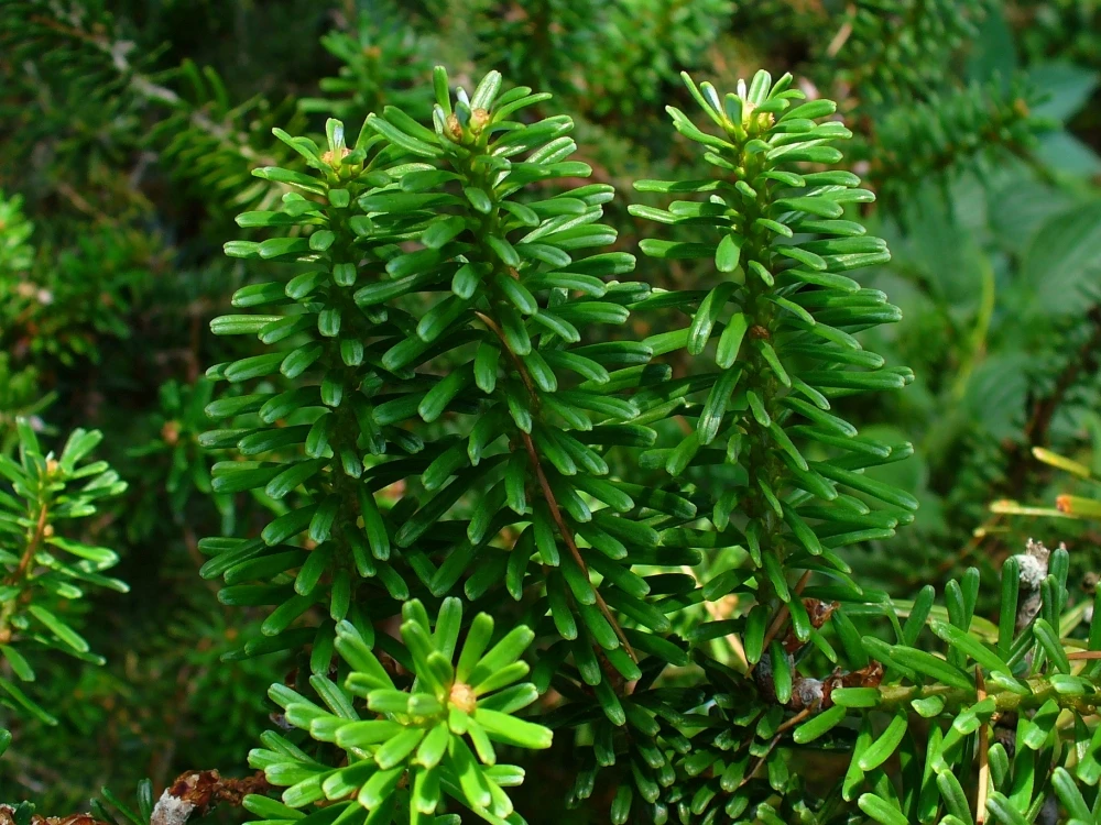 Abies koreana (Jodła koreańska)