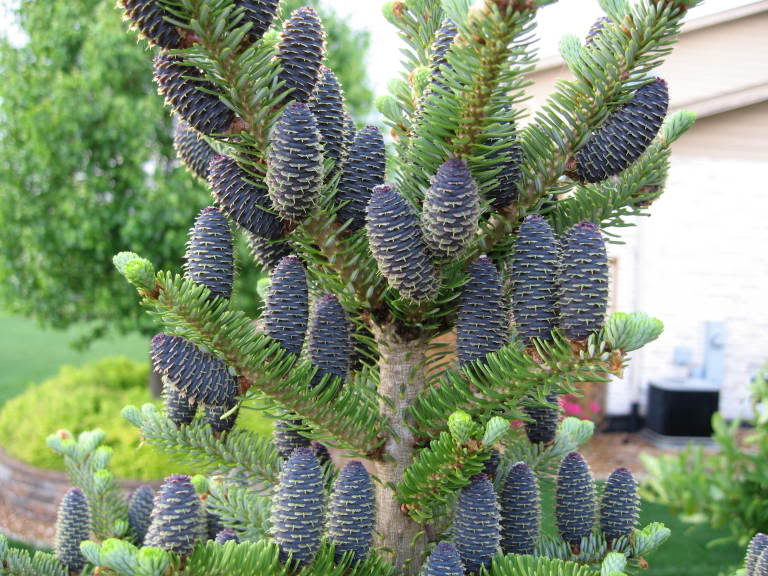 Abies koreana (Jodła koreańska)